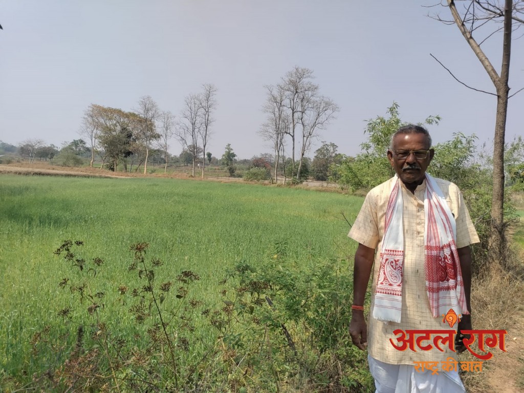 जशपुर-गेहूं की फसल कम लागत में किसानों को ज्यादा मुनाफा