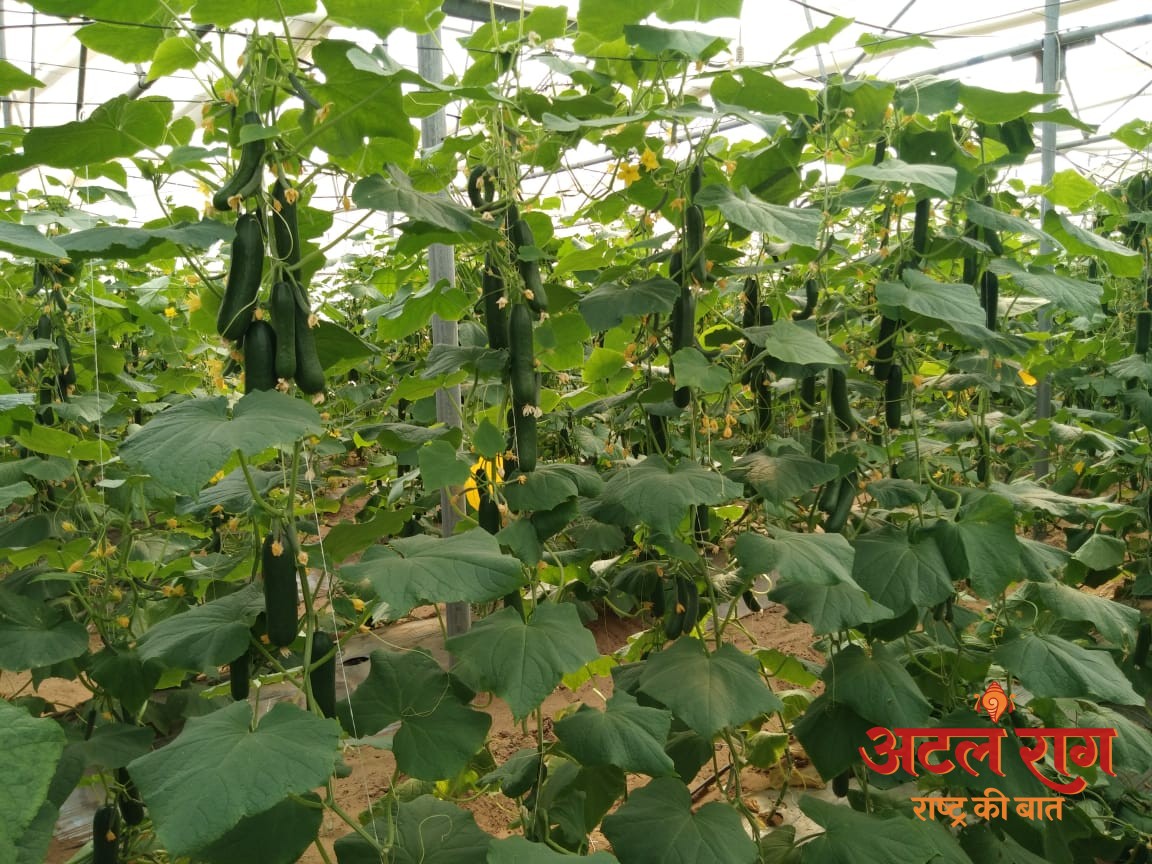 रायपुर : उद्यानिकी विभाग की योजना से बदली कमार कृषक की तकदीर