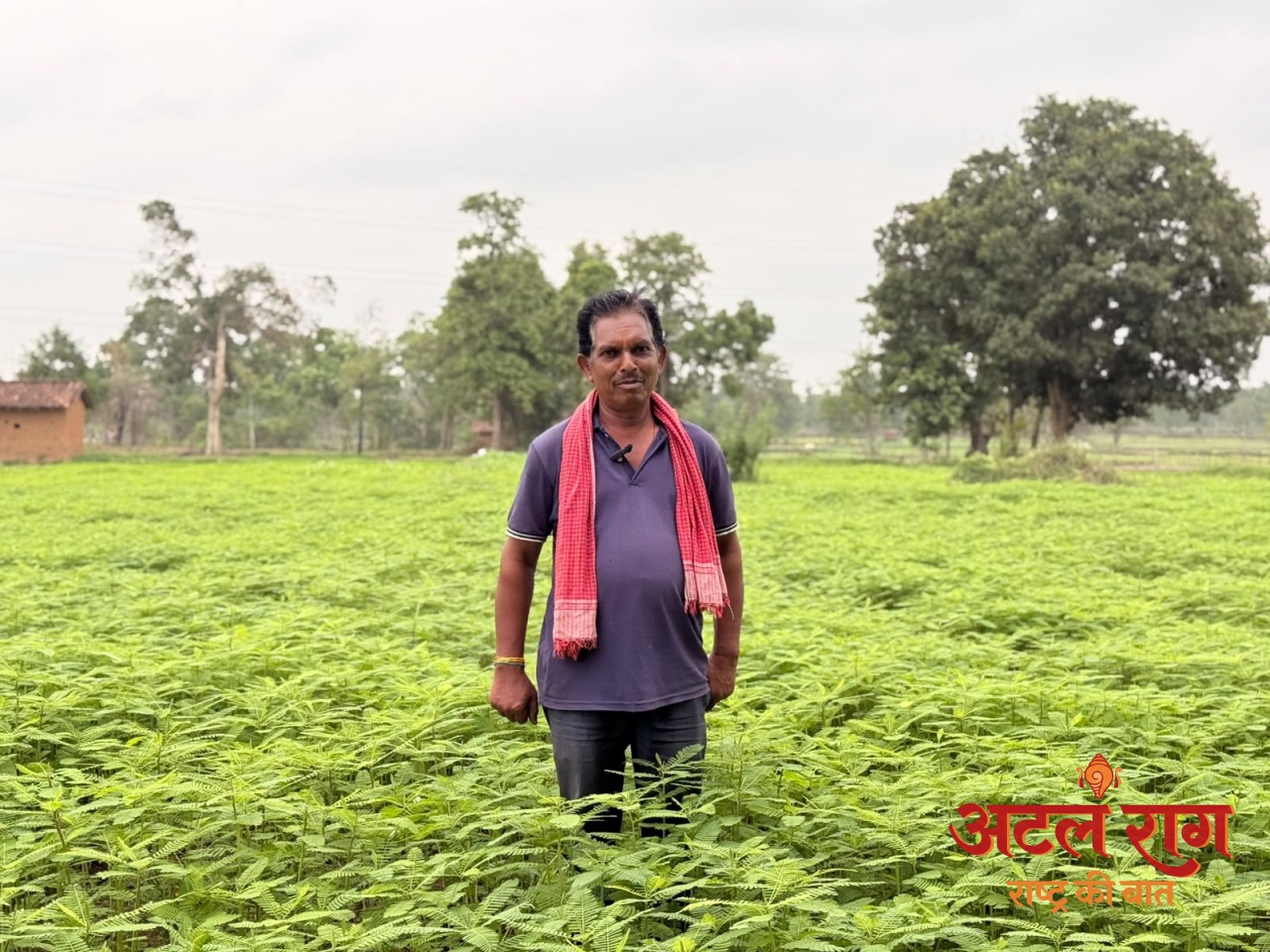 हरी खाद (ढैंचा) से बदली खेती की तस्वीर, उर्वरक खर्च हुआ आधा और मिट्टी बनी अधिक उपजाऊ