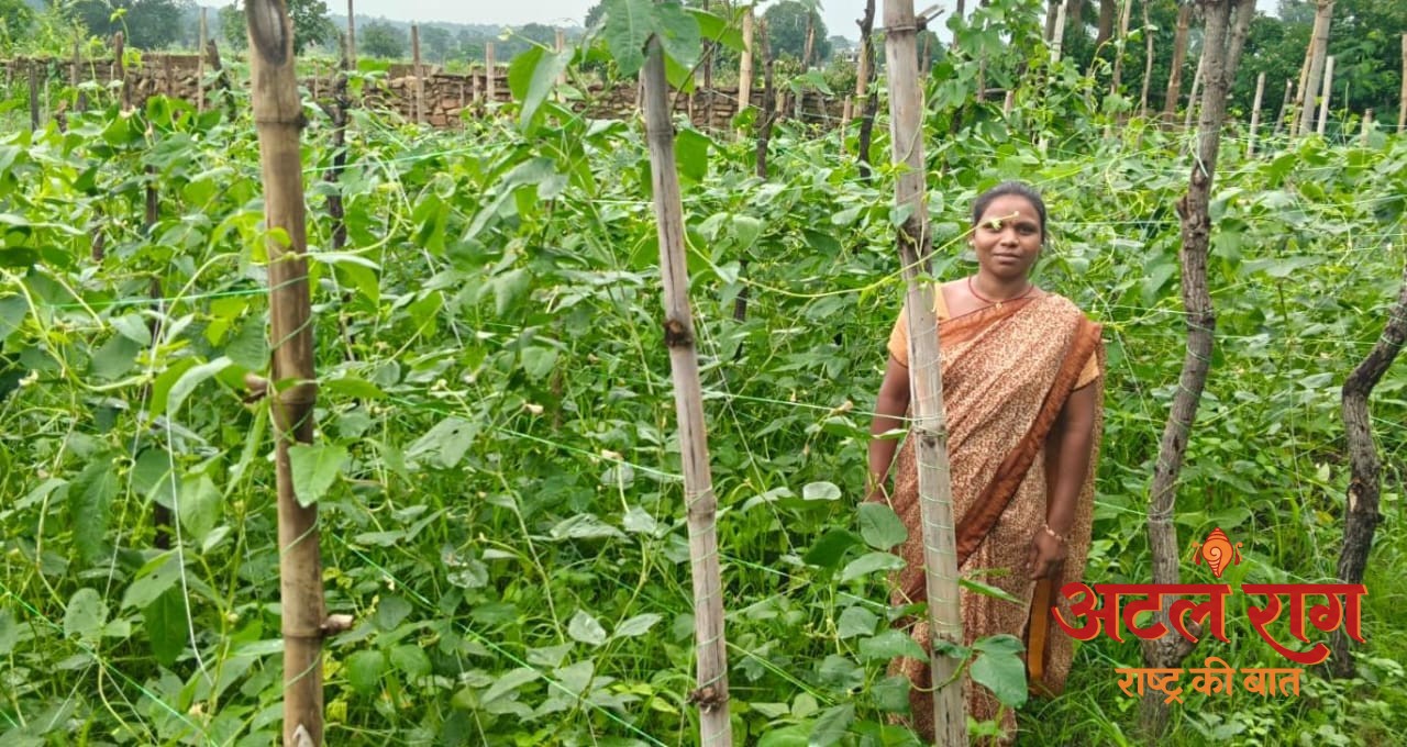 वैज्ञानिक खेती का कमाल : घुटरा की विमला दीदी ने बरबटी उत्पादन में रचा नया कीर्तिमान