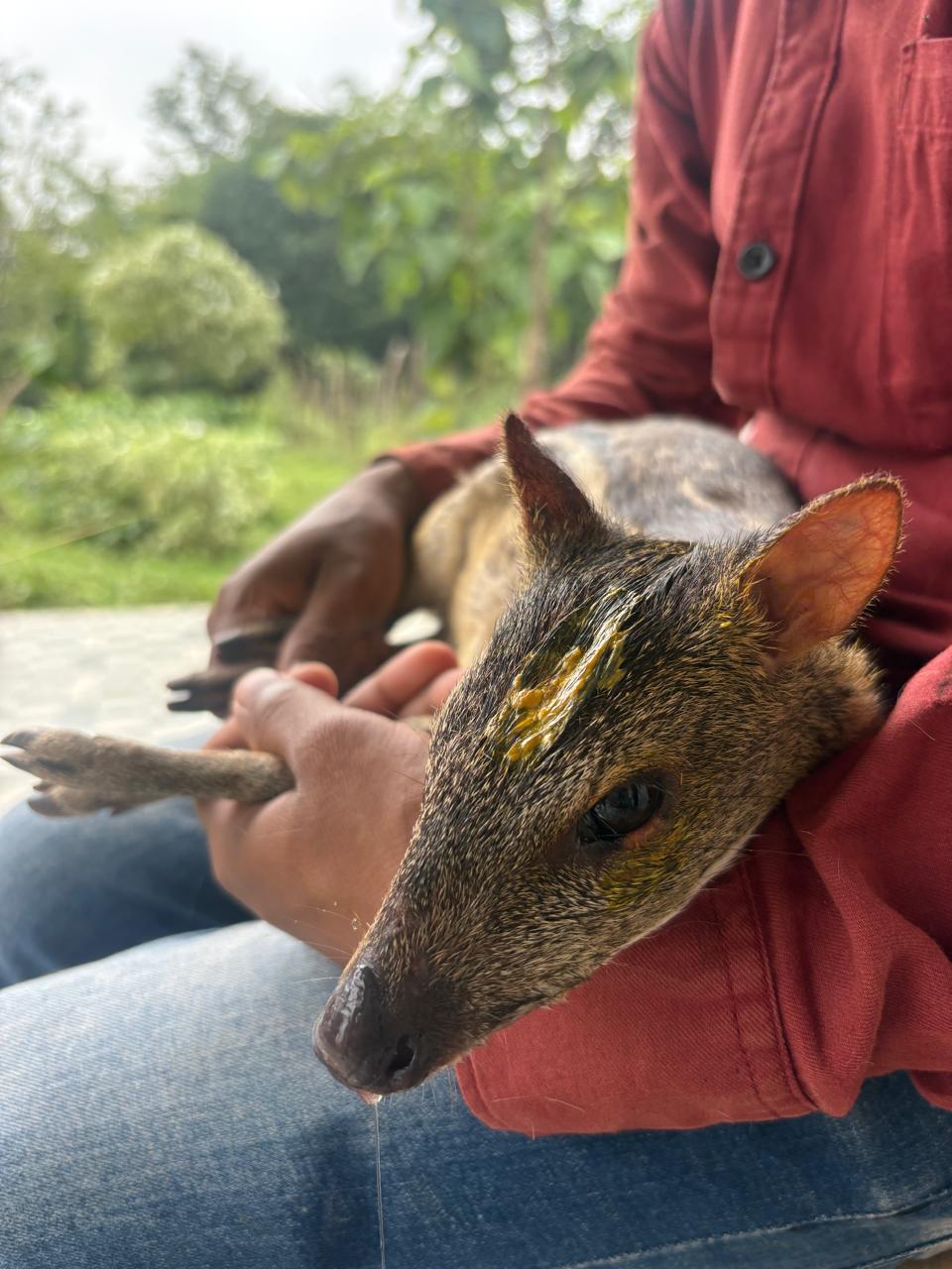 वन विभाग की तत्परता से भयभीत माउस डियर का सुरक्षित रेस्क्यू, उपचार उपरांत प्राकृतिक आवास में छोड़ा गया