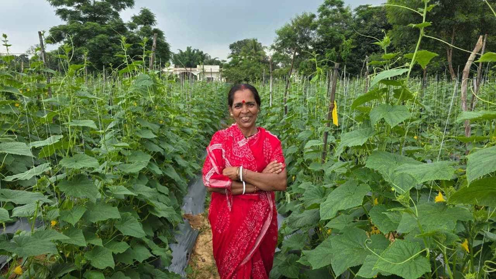 बिहान :जिस खेत में कल तक थी मजबूरी, आज वहीं उग रहे हैं आत्मनिर्भरता के सपने