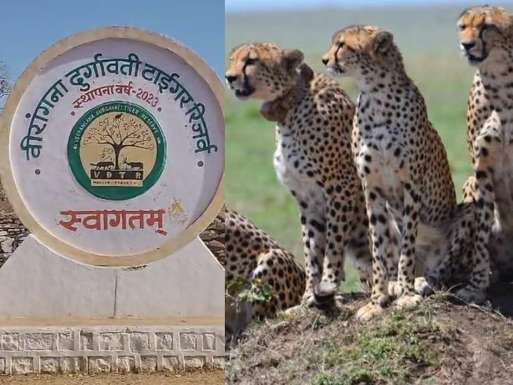 अब बुंदेलखंड में भी गूंजेगी चीतों की दहाड़, वीरांगना दुर्गावती टाइगर रिजर्व बनेगा प्रदेश का तीसरा चीता ठिकाना
